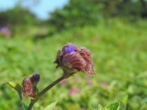 Espèces d'†de Cynotis Tuberosa les « de la fleur ont trouvé dans le plateau de Kaas Photo libre de droits
