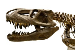 Esqueleto del dinosaurio Esqueleto del dinosaurio