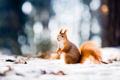 Esquilo vermelho bonito que olha a cena do inverno com a floresta borrada agradável no fundo fotos de stock Esquilo vermelho bonito que olha a cena do inverno com a floresta borrada agradável no fundo fotos de stock