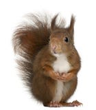 Esquilo vermelho euro-asiático, Sciurus vulgaris foto de stock royalty free Esquilo vermelho euro-asiático, Sciurus vulgaris foto de stock royalty free