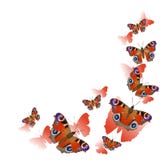 Esquina del capítulo hecha de las mariposas de pavo real aisladas en vuelo en el fondo blanco Ilustraci?n del vector stock de ilustración Esquina del capítulo hecha de las mariposas de pavo real aisladas en vuelo en el fondo blanco Ilustraci?n del vector stock de ilustración