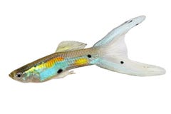 Essaim des poissons tropicaux colorés d'aquarium d'Endler de guppy de double de Swordtail de guppys de wingei masculin au néon de Image stock Essaim des poissons tropicaux colorés d'aquarium d'Endler de guppy de double de Swordtail de guppys de wingei masculin au néon de Image stock