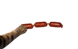 Essais de ?at pour voler des saucisses photo libre de droits Essais de ?at pour voler des saucisses photo libre de droits