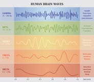 Essere umano Brain Waves Diagram/grafico/illustrazione illustrazione di stock Essere umano Brain Waves Diagram/grafico/illustrazione illustrazione di stock