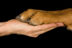 Essere umano di amicizia contro il cane Essere umano di amicizia contro il cane