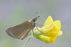 Essex skipper, Thymelicus lineola stock photos Essex skipper, Thymelicus lineola stock photos