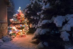 Esta árvore de Natal coberto de neve está para fora brilhantemente contra a obscuridade - tons azuis da luz da noite atrasada nes Imagens de Stock Royalty Free Esta árvore de Natal coberto de neve está para fora brilhantemente contra a obscuridade - tons azuis da luz da noite atrasada nes Imagens de Stock Royalty Free
