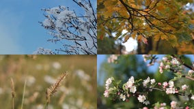 Estaciones - collage con la imagen de la naturaleza en los momentos diferentes Estaciones - collage con la imagen de la naturaleza en los momentos diferentes