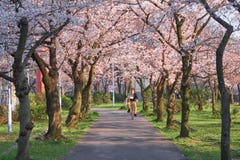 Estación Osaka de Sakura imagen de archivo Estación Osaka de Sakura imagen de archivo