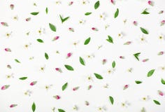 Estampado de flores hecho de las flores de la primavera, de los brotes rosados y de las hojas aislados en el fondo blanco Endecha fotografía de archivo libre de regalías Estampado de flores hecho de las flores de la primavera, de los brotes rosados y de las hojas aislados en el fondo blanco Endecha fotografía de archivo libre de regalías