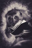 Este Macaque novo adora realmente a leitura foto de stock Este Macaque novo adora realmente a leitura foto de stock