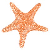 Estilo aislado estrellas de mar del dibujo de la mano del objeto libre illustration Estilo aislado estrellas de mar del dibujo de la mano del objeto libre illustration