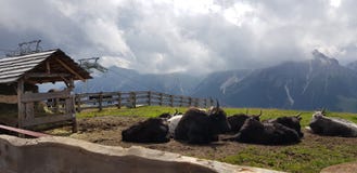 Estivo Montano Alpi πανοράματος italiane con mucche στοκ φωτογραφία Estivo Montano Alpi πανοράματος italiane con mucche στοκ φωτογραφία