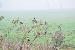 Estornino y Rosy Starling Flock de varios colores asiáticos imágenes de archivo libres de regalías Estornino y Rosy Starling Flock de varios colores asiáticos imágenes de archivo libres de regalías