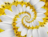 Estratto bianco di spirale del fiore bianco del fondo del modello di effetto di frattale dell'estratto di spirale del fiore di ko Fotografia Stock Libera da Diritti Estratto bianco di spirale del fiore bianco del fondo del modello di effetto di frattale dell'estratto di spirale del fiore di ko Fotografia Stock Libera da Diritti