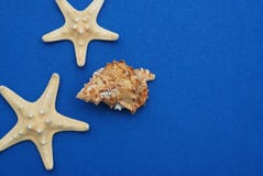 Estrela do mar com Shell contra um fundo azul com espaço da cópia Náutico, conceito de Marrine fotografia de stock Estrela do mar com Shell contra um fundo azul com espaço da cópia Náutico, conceito de Marrine fotografia de stock
