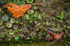 Estrellas de mar, costa Tidepools de Oregon Estrellas de mar, costa Tidepools de Oregon