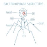 Estructura del bacteriófago aislada en el fondo blanco stock de ilustración Estructura del bacteriófago aislada en el fondo blanco stock de ilustración