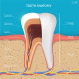 Estructura del diente del vector Anatomía seccionada transversalmente con todas las piezas Imagen de archivo Estructura del diente del vector Anatomía seccionada transversalmente con todas las piezas Imagen de archivo
