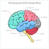 Estrutura do vetor do diagrama esquemático do cérebro humano ilustração do vetor Estrutura do vetor do diagrama esquemático do cérebro humano ilustração do vetor