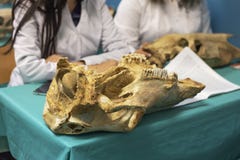 Estudiantes en sala de clase y scull animal antiguo en la tabla, cierre para arriba Científico de la escuela veterinaria o de la imagen de archivo libre de regalías Estudiantes en sala de clase y scull animal antiguo en la tabla, cierre para arriba Científico de la escuela veterinaria o de la imagen de archivo libre de regalías