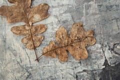 Estudo de natureza imagem de stock royalty free Estudo de natureza imagem de stock royalty free