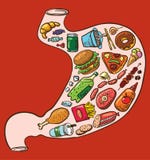 Estómago de los alimentos de preparación rápida ilustración del vector Estómago de los alimentos de preparación rápida ilustración del vector