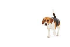 Estúdio disparado do cão do lebreiro que anda contra o fundo branco imagens de stock Estúdio disparado do cão do lebreiro que anda contra o fundo branco imagens de stock