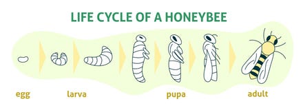 Etap ?ycia Miodowa pszczo?a Wektorowa p?aska nowo?ytna ilustracja Biologia Infographic Miodowa organicznie biznesowa produkcja royalty ilustracja Etap ?ycia Miodowa pszczo?a Wektorowa p?aska nowo?ytna ilustracja Biologia Infographic Miodowa organicznie biznesowa produkcja royalty ilustracja