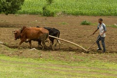 A Ethiopian man is plowing the field with a team of oxen.