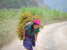 Ethnic minority woman carrying grass to home royalty free stock photo Ethnic minority woman carrying grass to home royalty free stock photo