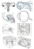 Etiquetas teste padrão da anatomia do corpo humano, parte mim ilustração royalty free Etiquetas teste padrão da anatomia do corpo humano, parte mim ilustração royalty free