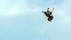 Ett duvaflyg i himlen royaltyfri foto Ett duvaflyg i himlen royaltyfri foto