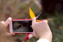 Ett fragment av en flickas händer som fotograferar en Strelitziablomma på en mobiltelefon mot en bokehbakgrund arkivbilder Ett fragment av en flickas händer som fotograferar en Strelitziablomma på en mobiltelefon mot en bokehbakgrund arkivbilder