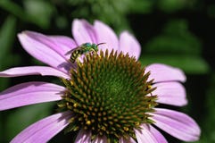 Ett grönt metalliskt bi matar på en Echinaceapurpurea eller purpurfärgad coneflower royaltyfri foto Ett grönt metalliskt bi matar på en Echinaceapurpurea eller purpurfärgad coneflower royaltyfri foto