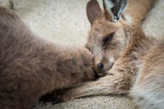 Ett gulligt och ett litet eller behandla som ett barn kängurusömnar på svansen för mammakänguru` s fotografering för bildbyråer Ett gulligt och ett litet eller behandla som ett barn kängurusömnar på svansen för mammakänguru` s fotografering för bildbyråer