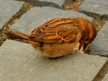 Ett mirakel i fjädrar arkivbilder Ett mirakel i fjädrar arkivbilder