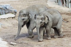 Ett par av behandla som ett barn asiatiska Zooelefanter Royaltyfria Bilder Ett par av behandla som ett barn asiatiska Zooelefanter Royaltyfria Bilder