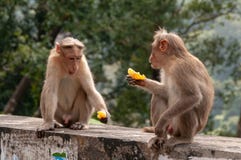 Ett par av macaques som skjuter brisen över deras citrussy mellanmål royaltyfri fotografi Ett par av macaques som skjuter brisen över deras citrussy mellanmål royaltyfri fotografi