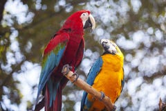 ett par av papegojan fotografering för bildbyråer ett par av papegojan fotografering för bildbyråer