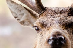 Ett slut upp ståenden av en röd hjort i Skottland med vattenlilla droppen royaltyfri fotografi Ett slut upp ståenden av en röd hjort i Skottland med vattenlilla droppen royaltyfri fotografi