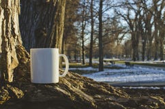 Ett vitt kaffe rånar på parkerar träd royaltyfri foto Ett vitt kaffe rånar på parkerar träd royaltyfri foto
