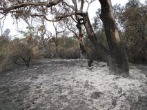 Eucalyptus circondato da frassino bianco dall'incendio di arbusti immagine stock libera da diritti Eucalyptus circondato da frassino bianco dall'incendio di arbusti immagine stock libera da diritti