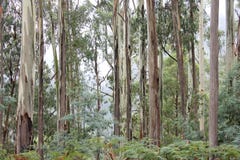 Eucalyptus Forest High Country Victoria 2 Stock Photos