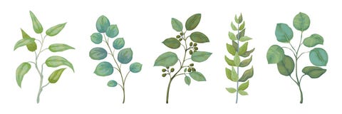 Eucalyptus plants. Rustic foliage branches and leaves for wedding invitation cards, decorative herbs collection. Vector