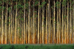 Eucalyptus Trees Royalty Free Stock Photography Eucalyptus Trees Royalty Free Stock Photography