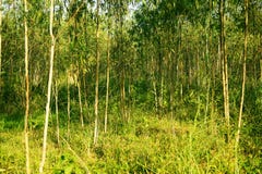 Eucalyptus trees royalty free stock photos Eucalyptus trees royalty free stock photos