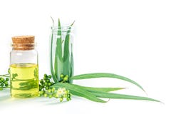 Eukaliptusów istotni oleje w szklanej butelce, oganic ziołowy aromath zdjęcia stock Eukaliptusów istotni oleje w szklanej butelce, oganic ziołowy aromath zdjęcia stock