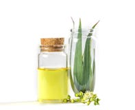Eukaliptusów istotni oleje w szklanej butelce, oganic ziołowy aromath fotografia stock Eukaliptusów istotni oleje w szklanej butelce, oganic ziołowy aromath fotografia stock