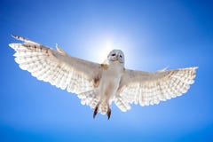 Eule in der Fliege Eule in der Fliege
